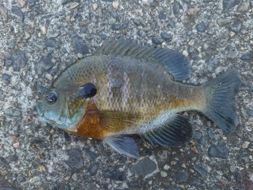 ブルーギルの釣果