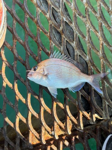 チャリコの釣果