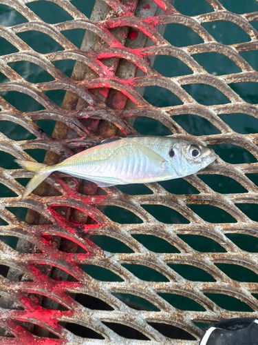マアジの釣果