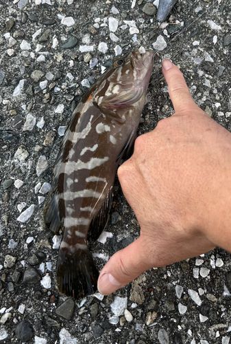 クエの釣果
