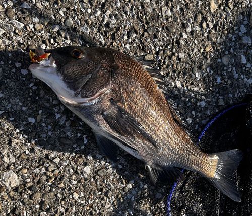 クロダイの釣果