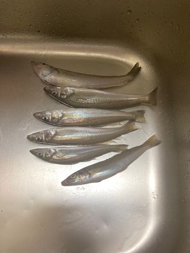 シロギスの釣果