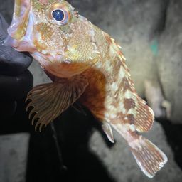 カサゴ
