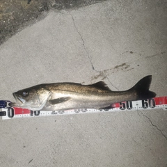スズキの釣果
