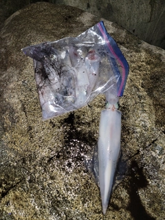 シロイカの釣果