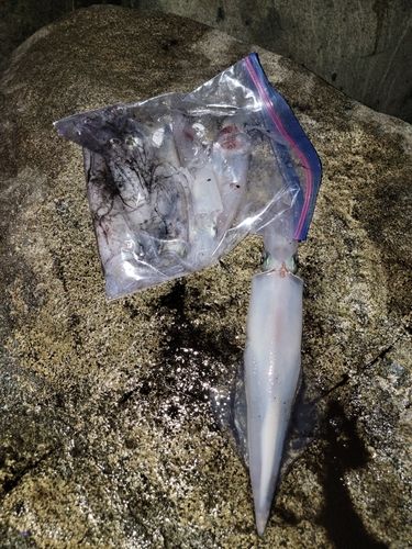 シロイカの釣果