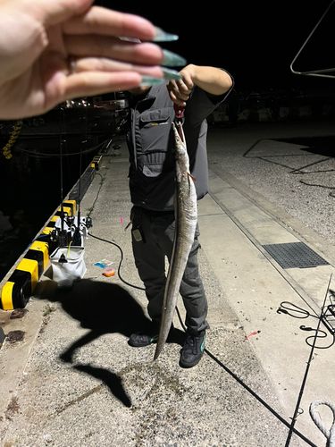 ハモの釣果