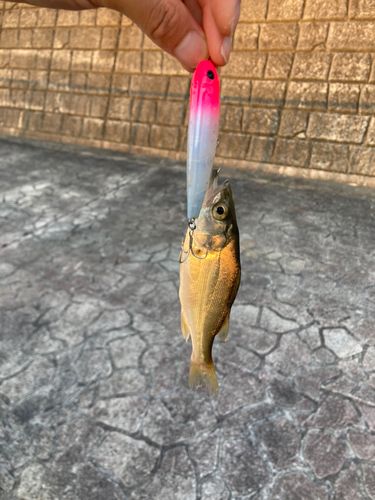 セイゴ（タイリクスズキ）の釣果