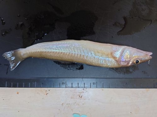 キスの釣果