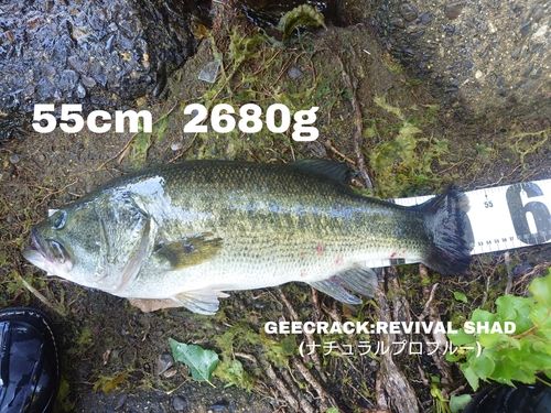 ブラックバスの釣果