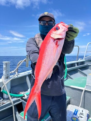 オオクチハマダイの釣果