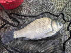 ヘラブナの釣果