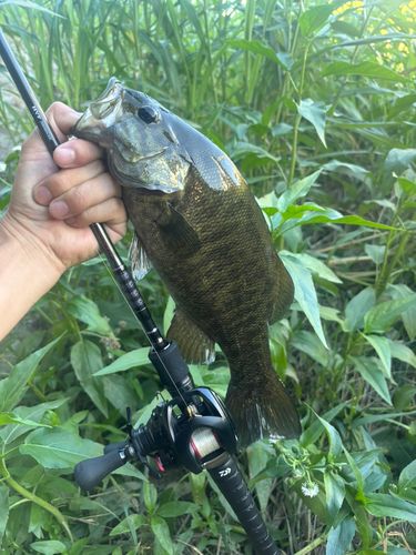 スモールマウスバスの釣果