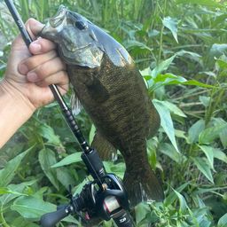 スモールマウスバス