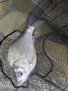 ヘラブナの釣果