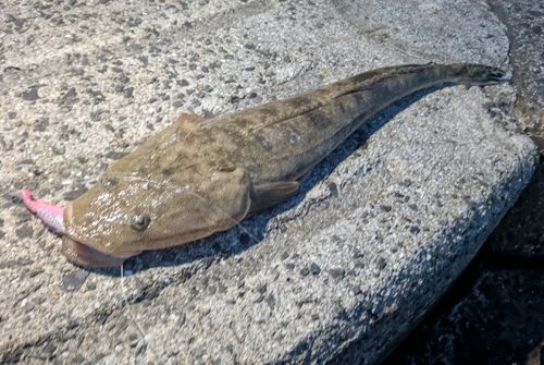 マゴチの釣果