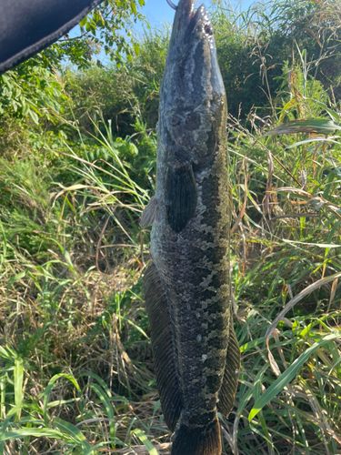 ライギョの釣果