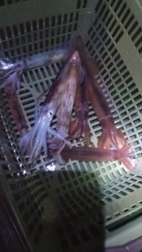 ヤリイカの釣果