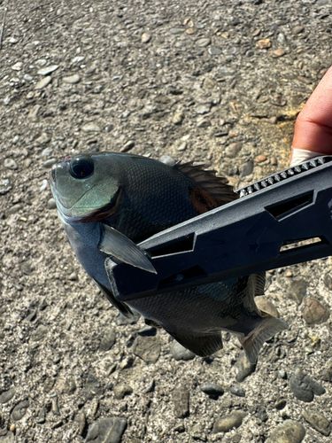 グレの釣果