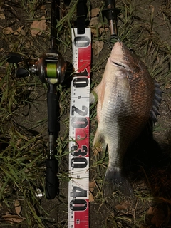 キビレの釣果