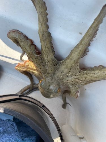 タコの釣果