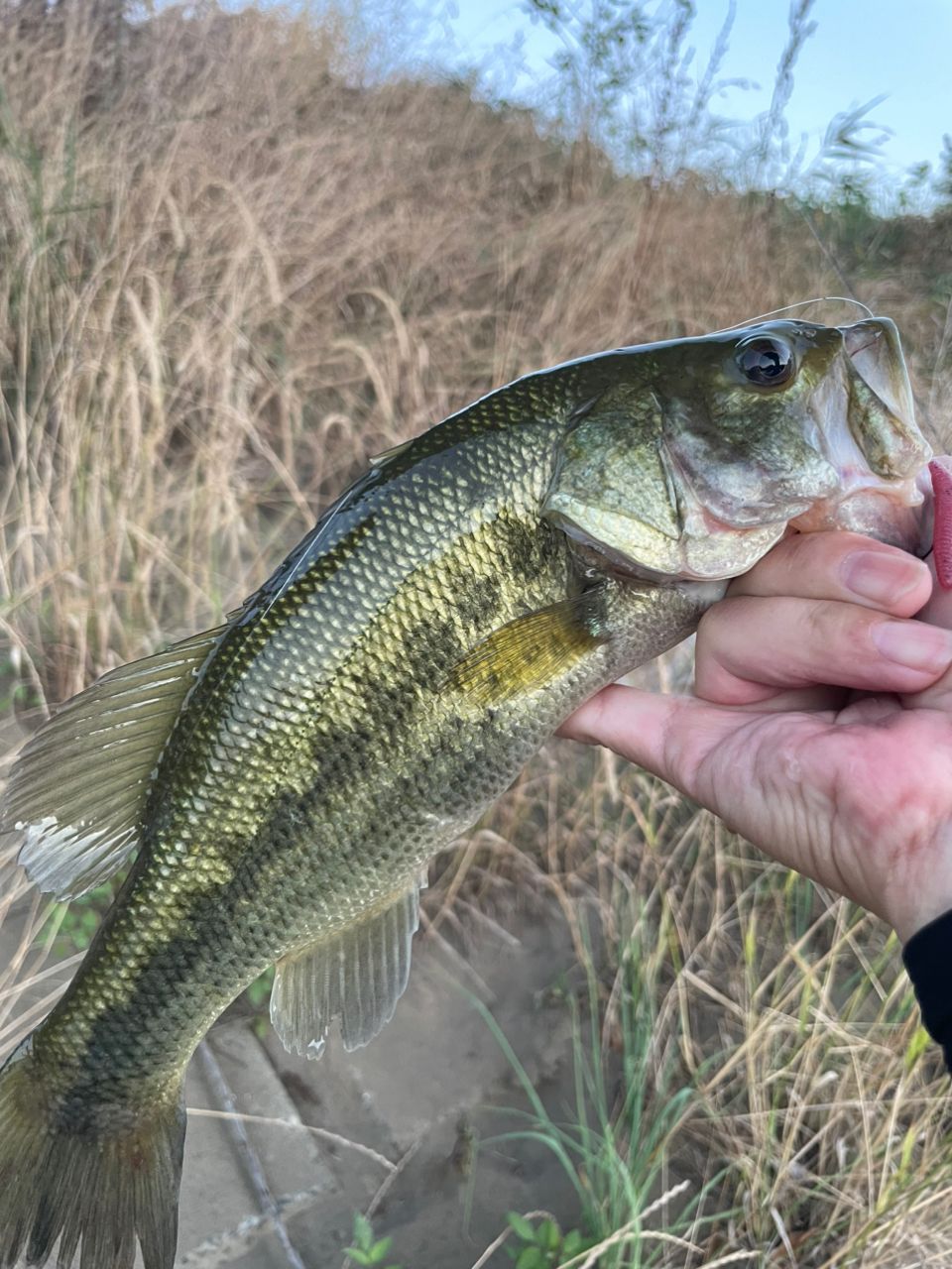 ラージマウスバス