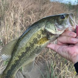 ラージマウスバス