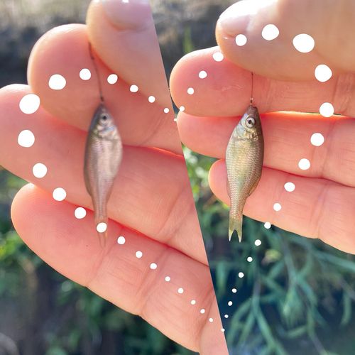 タナゴの釣果