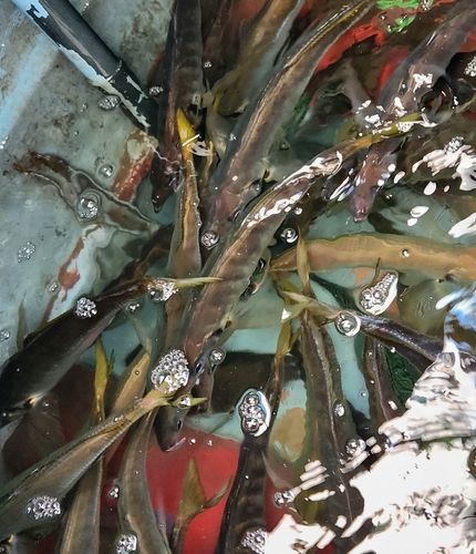 マアジの釣果