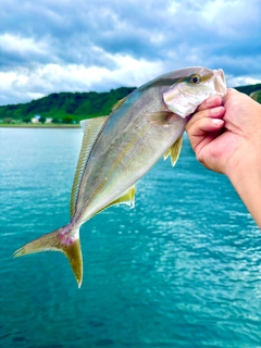 ネリゴの釣果