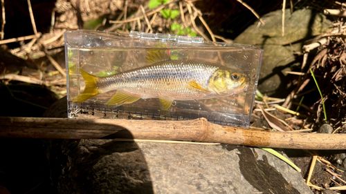 カワムツの釣果