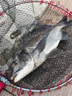 クロダイの釣果