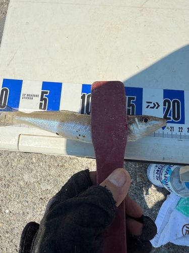 キスの釣果