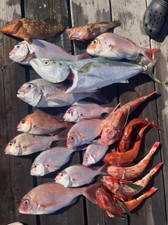 ブリの釣果