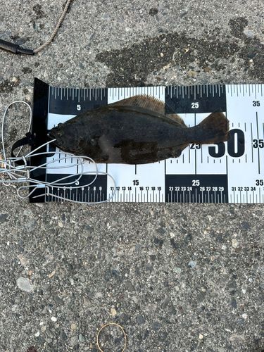 ソゲの釣果