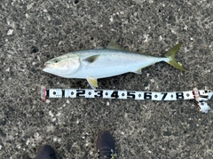 ブリの釣果
