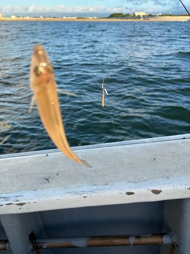 シロギスの釣果