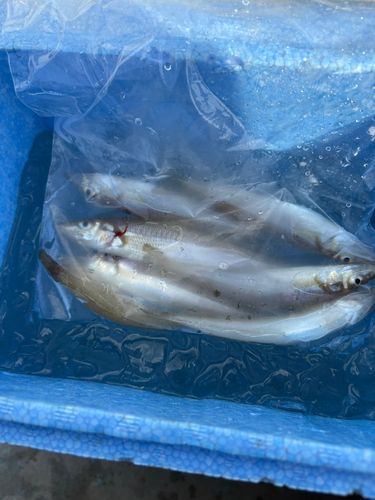 シロギスの釣果