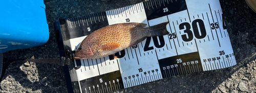 オオモンハタの釣果