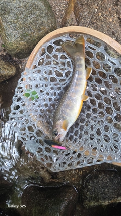 イワナの釣果