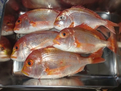 レンコダイの釣果