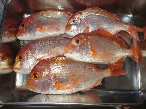レンコダイの釣果