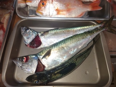 マサバの釣果