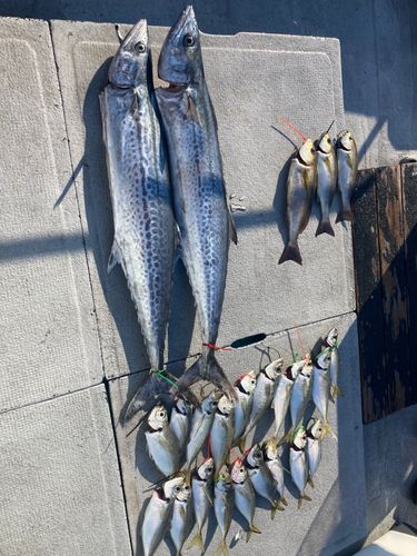 サワラの釣果