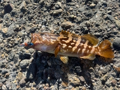 クエの釣果