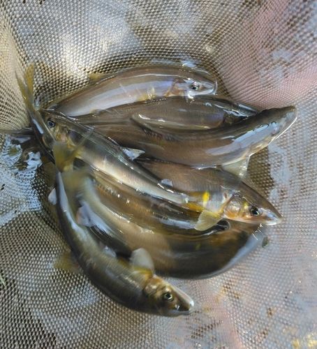 アユの釣果