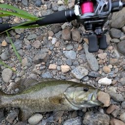 スモールマウスバス