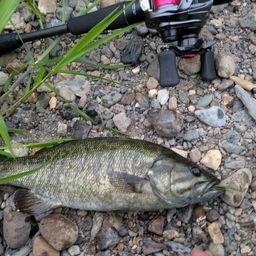 スモールマウスバス