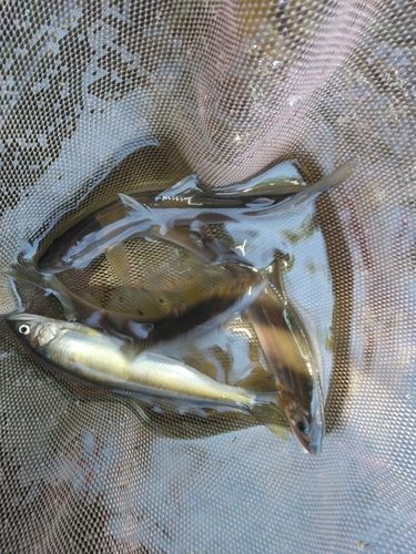 アユの釣果