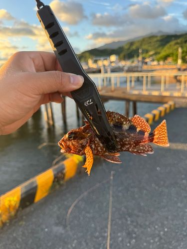 ガシラの釣果